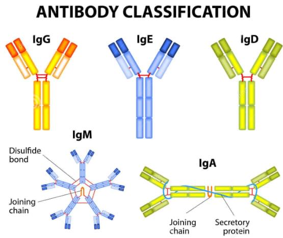 抗體的分類