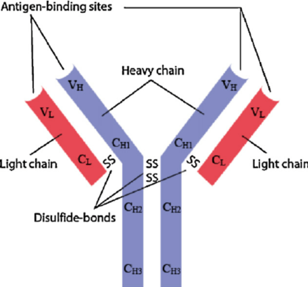 抗體的結(jié)構(gòu)組成