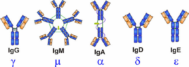 免疫球蛋白的五種類型