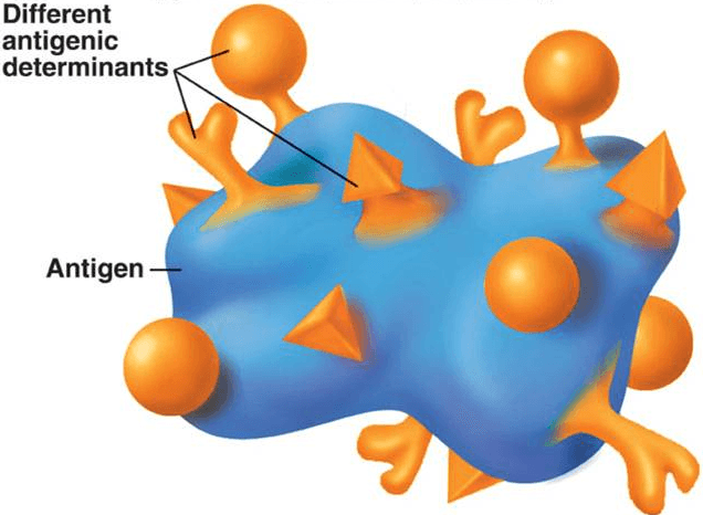 不同的抗原決定簇