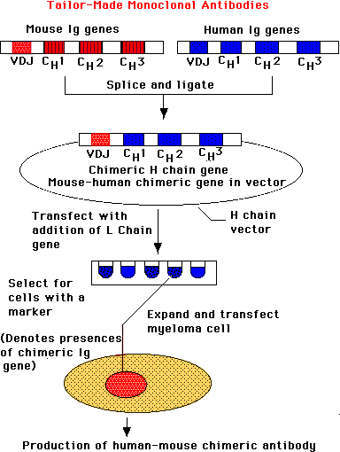 人鼠嵌合抗體制備過程