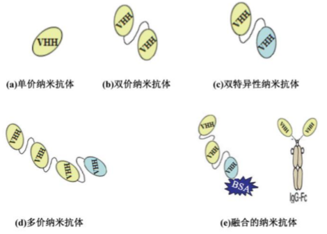 行研 | 納米抗體 – 抗體界的“百變星君”，如何突破抗體藥的激烈重圍？-肽度TIMEDOO