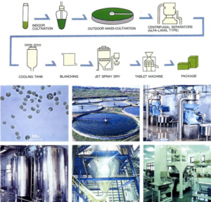 圖5.八重山的小球藻養(yǎng)殖工藝，首先進(jìn)行種子液的培養(yǎng)，然后在圓池中進(jìn)行放大培養(yǎng)，以碟片式離心機(jī)進(jìn)行濃縮，濃縮液冷卻后（抑菌）進(jìn)行短暫的加熱處理（滅菌及滅葉綠素酶酶活），進(jìn)行噴霧干燥后即可進(jìn)行壓片等后續(xù)加工。（破壁的工藝有幾種可選，如對(duì)濃漿進(jìn)行碾磨或高壓均質(zhì)，對(duì)干粉進(jìn)行氣流對(duì)撞等）