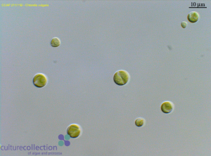 圖4.保藏于CCAP的小球藻（編號(hào)211/11B），為Beijerinck所分離的普通小球藻典型株（另見同源株UMACC 248; SAG 211-11b; UTEX 259; IAM C-207; UTCC 111）