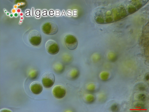 小球藻，Chlorella vulgaris Beyerinck ?(Algaebase:5688)